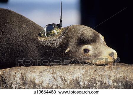 Stock Photo - California sea lion (Zalophus californianus) satellite tracking tag attached to his neck. National marine sanctuary, Monterey bay, California Pacific ocean, USA.. Fotosearch