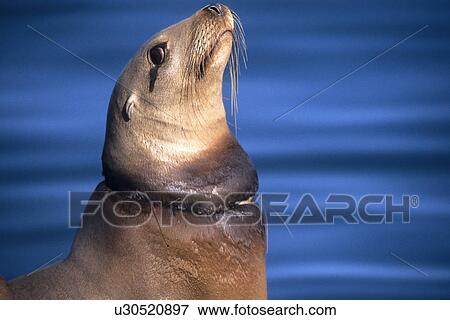 Stock Photo - California sea lion (Zalophus californianus) net is cutting into the animals neck. National marine sanctuary, Monterey bay, California Pacific ocean, USA.. Fotosearch