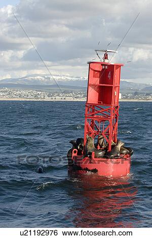 Stock Photograph - California sea lion (Zalophus californianus) hauled out on buoy to rest in front of a snow covered mountain (mount Toro) Monterey Bay, California, Pacific Ocean, National Marine Sanctuary. Fotosearch