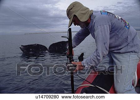 Stock Image - Camerman Peter Scoones filming Grey whale (Eschrichtius robustus) underwater with remote camera, San Ignacio lagoon, Baja California, Mexico. Fotosearch