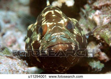 Camouflage Grouper (Epinephelus polyphekaidon) Mili, Marshall Islands (N. Pacific) View Large Photo Image Stock Image - Camouflage Grouper (Epinephelus polyphekaidon) Mili, Marshall Islands (N. Pacific). Fotosearch