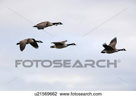Stock Image - Canada Geese (Branta canadensis) in flight. UK. Fotosearch
