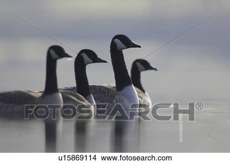 Picture - Canadian Goose (Branta Canadensis), lined up together with one bird in focus. These Geese were swimming on Loch Awe on a still and frosty morning, when they came to a halt in a line looking very proud.. Argyll, Scotland. Fotosearch