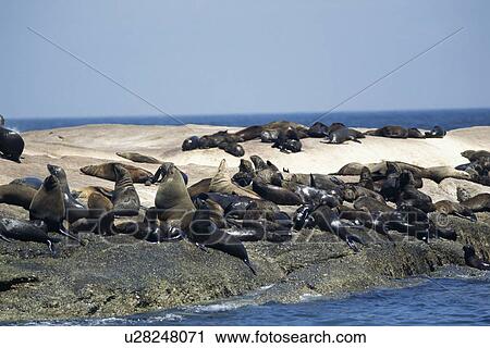 Cape fur seal colony (Arctocephalus pusillus) hauled out on rocks, Seal Rock in Hout Bay, Cape Province, South Africa View Large Photo Image Stock Image - Cape fur seal colony (Arctocephalus pusillus) hauled out on rocks, Seal Rock in Hout Bay, Cape Province, South Africa. Fotosearch