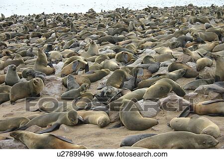 Stock Photograph - Cape Fur Seal colony (Arctocephalus pusillus) Coast of Namibia. Fotosearch