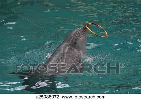 Stock Image - Captive Bottlenose dolphin (Tursiops truncatus) performing with hoop in indoor show pool, Muenster Zoo, Germany. Fotosearch