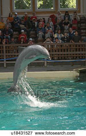 Stock Photo - Captive Bottlenose dolphin (Tursiops truncatus) leaping in indoor show pool, Muenster Zoo, Germany. Fotosearch