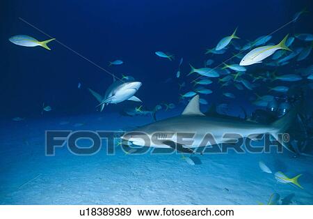 Caribbean reef shark (Carcharhinus perezii) Bahamas. View Large Photo Image Stock Photo - Caribbean reef shark (Carcharhinus perezii) Bahamas.. Fotosearch
