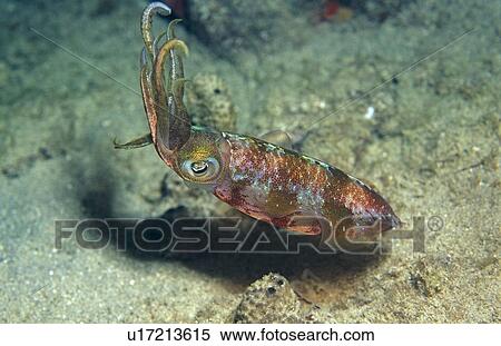 Caribbean reef squid (Sepiotenthius sepiodae). View Large Photo Image Stock Photography - Caribbean reef squid (Sepiotenthius sepiodae).. Fotosearch