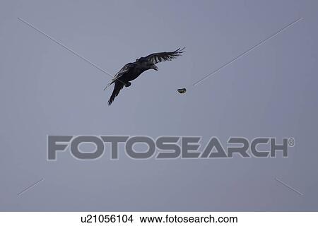 Picture - Carrion Crow (Corvus corone corone) in flight dropping Mussel (Mytilus edulis) onto ground to break it up and to feed. Angus, Scotland, UK. Fotosearch