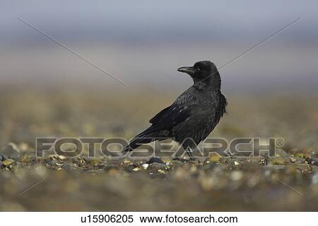 Stock Photography - Carrion Crow (Corvus corone corone) portrait on beach while foraging. Angus, Scotland, UK. Fotosearch