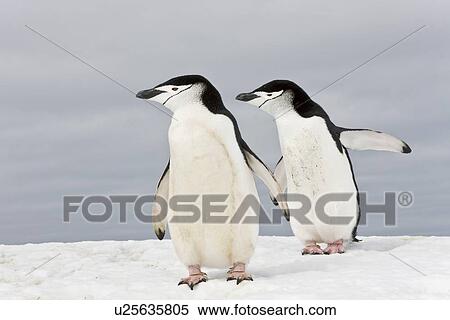 Stock Photography - Chinstrap penguin pair (Pygoscelis antarctica) at colony on Bailey Head on Deception Island in the South Shetland Islands near the Antarctic Peninsula. There are an estimated over 2 million breeding pairs of chinstrap penguins in the Antarctic peninsula r. Fotosearch