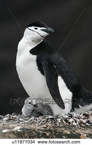 Chinstrap penguin (Pygoscelis Antarctica) parent with downy chick on Deception Island, Antarctic Peninsula. View Large Photo Image Picture - Chinstrap penguin (Pygoscelis Antarctica) parent with downy chick on Deception Island, Antarctic Peninsula.. Fotosearch