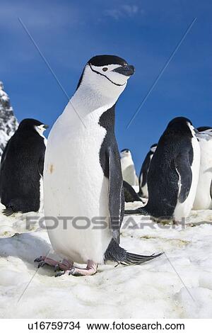Picture - Chinstrap penguin (Pygoscelis antarctica) colony near Point Wild on Elephant Island in the South Shetland Islands. This is where Sir Ernest Shackleton's men stayed for 131 days until rescue on August 30, 1916. There are an estimated 2 million breeding pai. Fotosearch