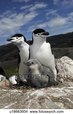 Picture - Chinstrap penguin (Pygoscelis Antarctica) parents with chick high on the caldera rim on Deception Island, Antarctica.. Fotosearch