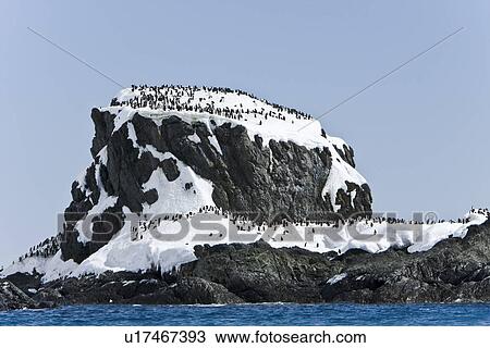 Stock Image - Chinstrap penguin (Pygoscelis antarctica) colony near Point Wild on Elephant Island in the South Shetland Islands. This is where Sir Ernest Shackleton's men stayed for 131 days until rescue on August 30, 1916. There are an estimated 2 million breeding pai. Fotosearch