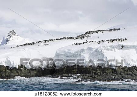 Stock Image - Chinstrap penguin (Pygoscelis antarctica) colony on the Aitcho Island Group in the South Shetland Islands near the Antarctic Peninsula. There are an estimated over 2 million breeding pairs of chinstrap penguins in the Antarctic peninsula region alone, per. Fotosearch