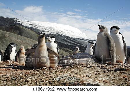 Chinstrap penguin (Pygoscelis Antarctica) parent and chicks in a huge colony at Baily Head on Deception Island in Bransfield Strait off the Antarctic Peninsula. View Large Photo Image Stock Image - Chinstrap penguin (Pygoscelis Antarctica) parent and chicks in a huge colony at Baily Head on Deception Island in Bransfield Strait off the Antarctic Peninsula.. Fotosearch