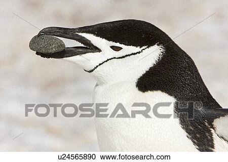 Stock Image - Chinstrap penguin (Pygoscelis antarctica) bringing a rock to the nest at a colony on Barrentos Island in the Aitcho Island Group in the South Shetland Islands near the Antarctic Peninsula. There are an estimated over 2 million breeding pairs of chinstrap . Fotosearch