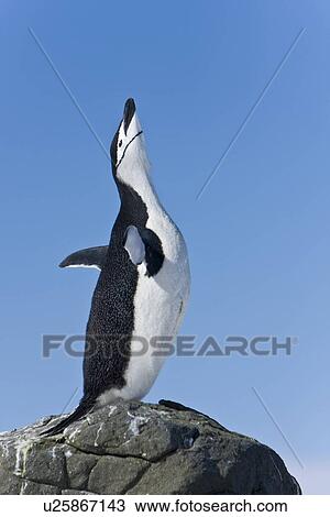 Stock Image - Chinstrap penguin (Pygoscelis antarctica) colony on Barrentos Island in the Aitcho Island Group in the South Shetland Islands near the Antarctic Peninsula. There are an estimated over 2 million breeding pairs of chinstrap penguins in the Antarctic peninsu. Fotosearch