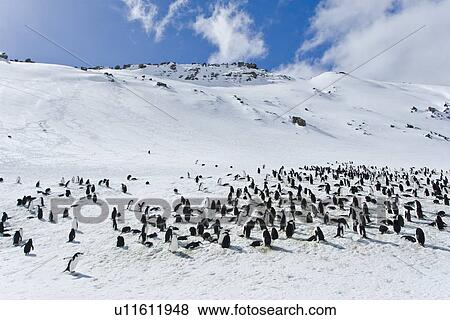 Stock Photo - Chinstrap penguin (Pygoscelis antarctica) colony on Bailey Head on Deception Island in the South Shetland Islands near the Antarctic Peninsula. There are an estimated over 2 million breeding pairs of chinstrap penguins in the Antarctic peninsula region al. Fotosearch