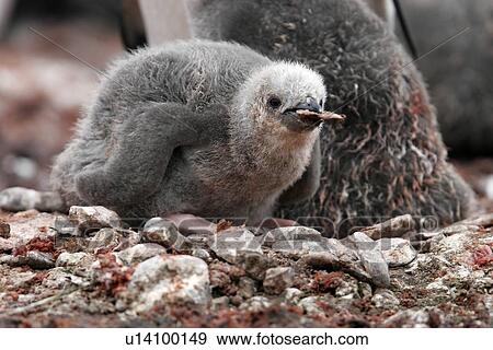 Stock Photo - Chinstrap penguin (Pygoscelis Antarctica) chick mouthing guano chip on Devil Island near the Antarctic Peninsula.. Fotosearch