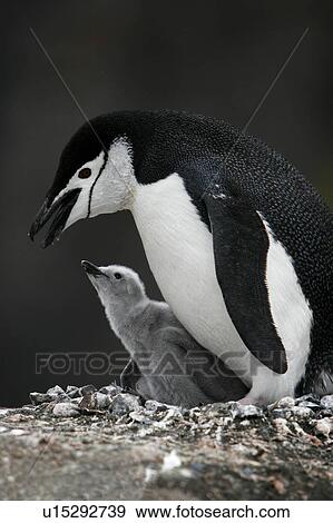 Stock Photo - Chinstrap penguin (Pygoscelis Antarctica) parent with downy chick on Deception Island, Antarctic Peninsula.. Fotosearch
