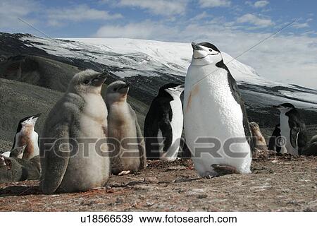 Chinstrap penguin (Pygoscelis Antarctica) parent and chicks in a huge colony at Baily Head on Deception Island in Bransfield Strait off the Antarctic Peninsula. View Large Photo Image Stock Photo - Chinstrap penguin (Pygoscelis Antarctica) parent and chicks in a huge colony at Baily Head on Deception Island in Bransfield Strait off the Antarctic Peninsula.. Fotosearch