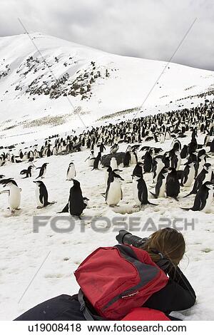 Stock Photo - Chinstrap penguin (Pygoscelis antarctica) colony on Bailey Head on Deception Island in the South Shetland Islands near the Antarctic Peninsula. There are an estimated over 2 million breeding pairs of chinstrap penguins in the Antarctic peninsula region al. Fotosearch