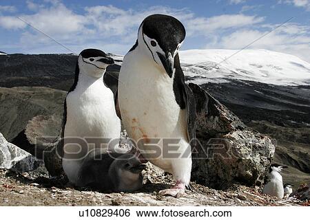 Chinstrap penguin (Pygoscelis Antarctica) parents with chick high on the caldera rim on Deception Island, Antarctica. View Large Photo Image Stock Photograph - Chinstrap penguin (Pygoscelis Antarctica) parents with chick high on the caldera rim on Deception Island, Antarctica.. Fotosearch