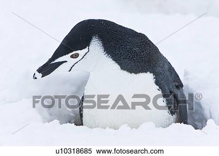 Chinstrap penguin (Pygoscelis antarctica) buried in snow at a breeding colony in a snowstorm on Half Moon Island near Livingston Island in the South Shetland Islands near the Antarctic Peninsula. There are an estimated 2 million plus breeding pairs of chi View Large Photo Image Stock Photography - Chinstrap penguin (Pygoscelis antarctica) buried in snow at a breeding colony in a snowstorm on Half Moon Island near Livingston Island in the South Shetland Islands near the Antarctic Peninsula. There are an estimated 2 million plus breeding pairs of chi. Fotosearch