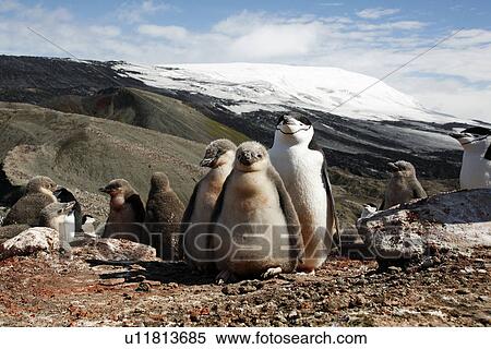 Stock Photography - Chinstrap penguin (Pygoscelis Antarctica) parent with downy chick on Deception Island, Antarctic Peninsula.. Fotosearch