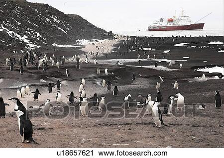 Stock Image - Chinstrap penguins (Pygoscelis Antarctica) on way back from beach to largest Chinstrap colony known, Deception Island, Antarctic Peninsula. Fotosearch