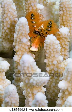 Stock Image - Christmas Tree Worm (Spirobranchus giganteus) amongst (Pocillopora Sp. ). Red Sea.. Fotosearch