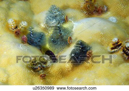 Stock Photo - Christmas tree worms (Spirobranchus giganteus) on Lobe Coral (Porites lobata) Namu atoll, Marshall Islands (N. Pacific). Fotosearch