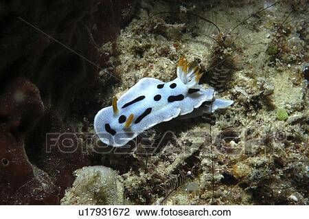 Stock Image - Chromodoris Nudibranch (Chromodoris spp. ) superb colours of silver blue, white and orange over indistinct base, Mabul, Borneo, Malaysia, South China Sea. Fotosearch