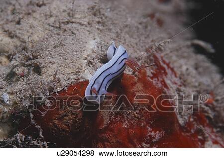 Stock Photo - (Chromodosis lochi), lovely small colourful nudibranch on algae, Tahiti, French Polynesia. Fotosearch