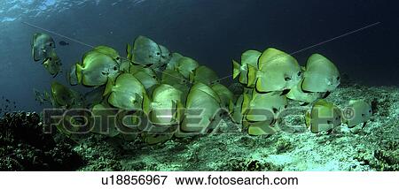 Stock Photo - Circular Spadefish/Batfish (Platax orbicularis) Shoal. Barracuda Point, Sipadan Island, Borneo, Malaysia (rr). Fotosearch