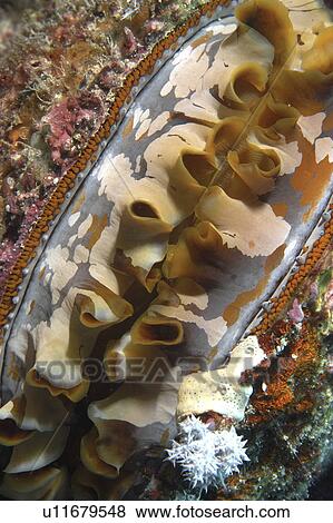 Clam shell (rr) View Large Photo Image Stock Photo - Clam shell (rr). Fotosearch