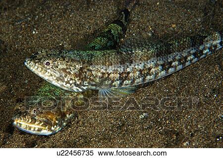 Clear fin Lizardfish (Synodus dermatogenys) Dumaguete, s Island, Philippines View Large Photo Image Stock Photography - Clear fin Lizardfish (Synodus dermatogenys) Dumaguete, s Island, Philippines. Fotosearch