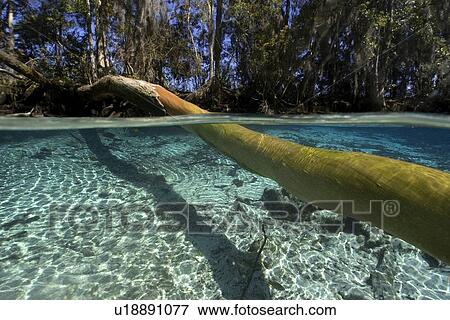 Clear water and lush vegetation, Three Sisters Spring, Crystal River, Florida, USA View Large Photo Image Stock Photo - Clear water and lush vegetation, Three Sisters Spring, Crystal River, Florida, USA. Fotosearch