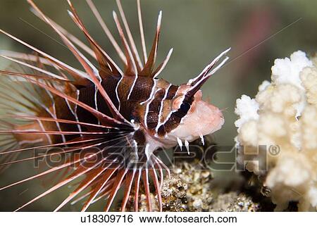 Stock Photograph - Clearfin Lionfish (Pterois radiate). Red Sea.. Fotosearch