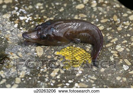 Clingfish and eggs in typical habitat - splash zone of a rocky shore. UK View Large Photo Image Stock Photograph - Clingfish and eggs in typical habitat - splash zone of a rocky shore. UK. Fotosearch