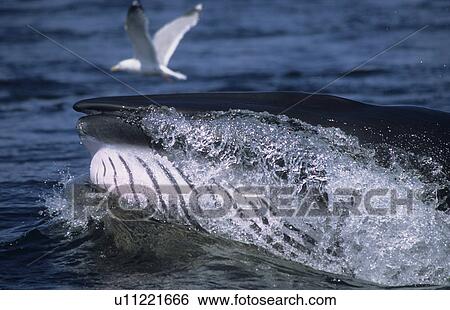Close-up of a the mouth tip of a lunging Minke whale (Balaenoptera acutorostrata). To extract the engulfed fish the whale purges water through a slight opening between its lips. St. Lawrence estuary, Canada View Large Photo Image Stock Photograph - Close-up of a the mouth tip of a lunging Minke whale (Balaenoptera acutorostrata). To extract the engulfed fish the whale purges water through a slight opening between its lips. St. Lawrence estuary, Canada. Fotosearch