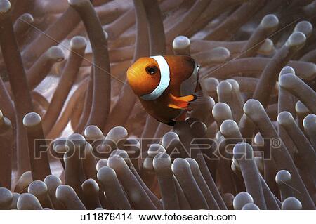 Picture - Clown Anemonefish (Amphiprion percula), Nemo type clownfish amidst anemone's tentacles, Sipidan, Mabul, Malaysia, South China Sea. Fotosearch
