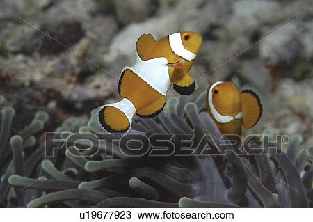 Clown Anemonefish (Amphiprion percula), Nemo type clownfish amidst anemone's tentacles, Sipidan, Mabul, Malaysia, South China Sea View Large Photo Image Stock Image - Clown Anemonefish (Amphiprion percula), Nemo type clownfish amidst anemone's tentacles, Sipidan, Mabul, Malaysia, South China Sea. Fotosearch