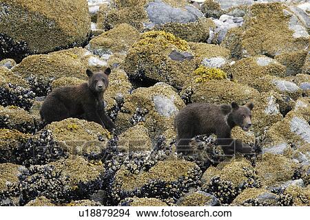 Coastal Brown Bear (Ursus arctos horibilis) cubs foraging at low tide. Glacier Bay National Park, Southeast Alaska, USA. View Large Photo Image Picture - Coastal Brown Bear (Ursus arctos horibilis) cubs foraging at low tide. Glacier Bay National Park, Southeast Alaska, USA.. Fotosearch