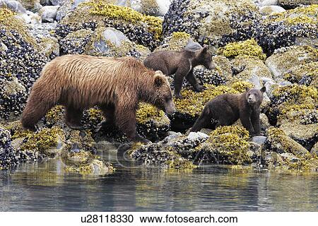 Coastal Brown Bear (Ursus arctos horibilis) mother with three cubs foraging at low tide. Glacier Bay National Park, Southeast Alaska, USA. View Large Photo Image Stock Image - Coastal Brown Bear (Ursus arctos horibilis) mother with three cubs foraging at low tide. Glacier Bay National Park, Southeast Alaska, USA.. Fotosearch