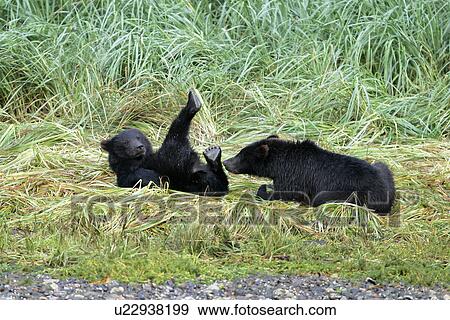 Stock Photo - Coastal brown bear (Ursus arctos horibilis) cubs (born this year) playing near a shallow stream on Chichagof Island, Southeast Alaska, USA.. Fotosearch