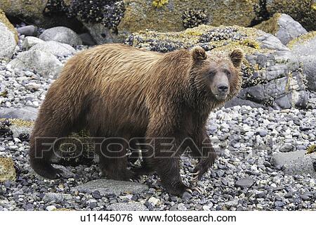 Stock Photograph - Coastal Brown Bear (Ursus arctos horibilis) mother foraging at low tide in Glacier Bay National Park, Southeast Alaska, USA.. Fotosearch